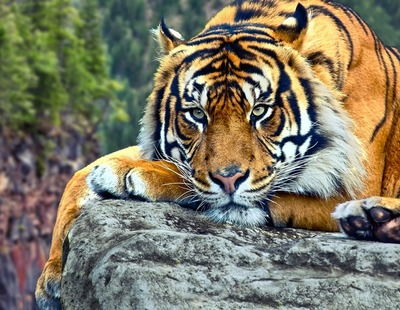 Что вы знаете о тиграх? — викторины с ответами